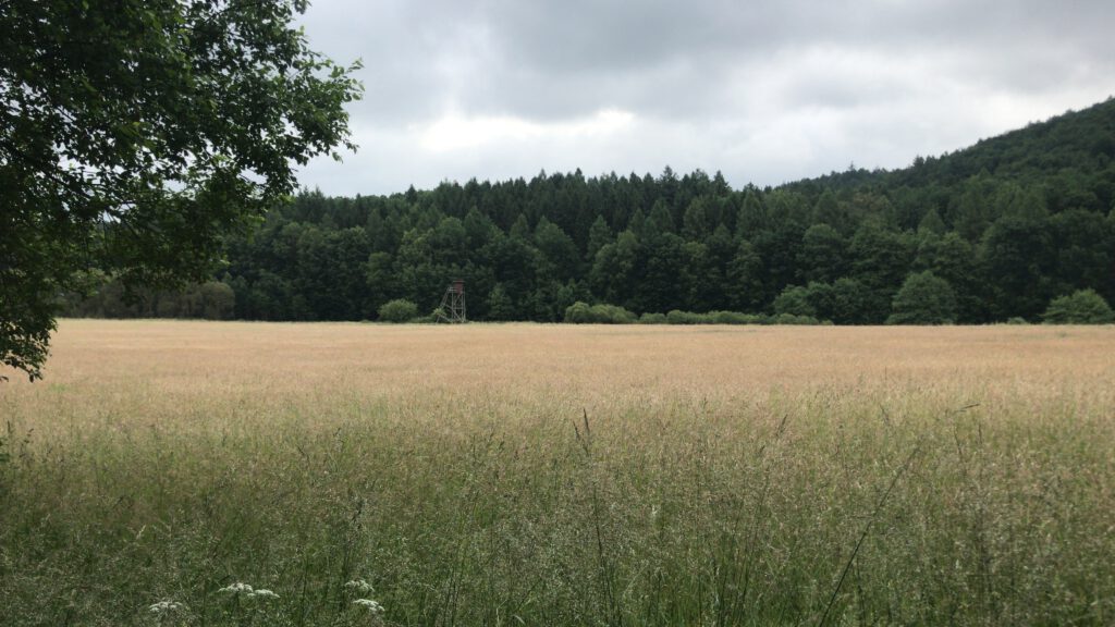Frohnsbachtal